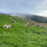 Lambs in a lush green field enjoying their first day on pasture.